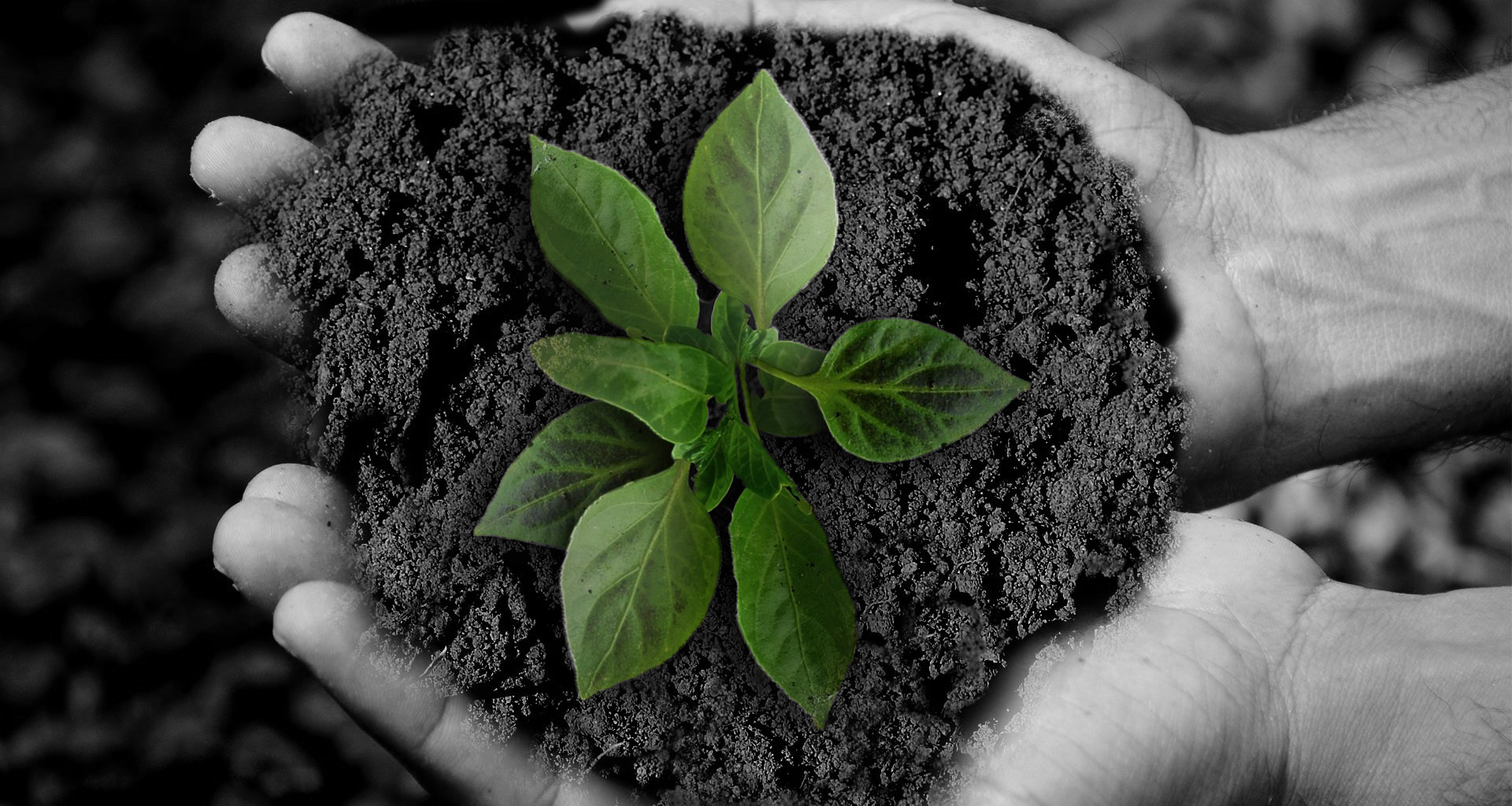 Sostenibilidad y gestión ambiental